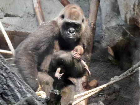 В зоопарке Горилла неделю не могла расстаться с умершим детенышем. Душераздирающие фото