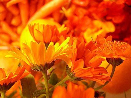 Оранжевое небо! оранжевое море!