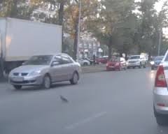 Як голуб спровокував потрійне ДТП. Відео.