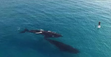 У побережья Западной Австралии произошла удивительная встреча людей и южных китов. ВИДЕО