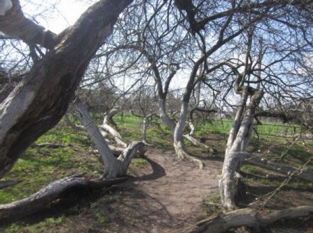 Настоящее чудо природы в Сумской области: яблоневый сад, состоящий из одного дерева. ФОТО