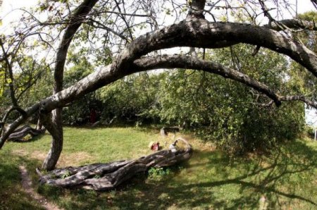 Настоящее чудо природы в Сумской области: яблоневый сад, состоящий из одного дерева. ФОТО