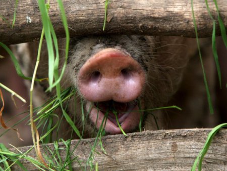В Одесской области обнаружена африканская чума свиней (ТВ, видео)