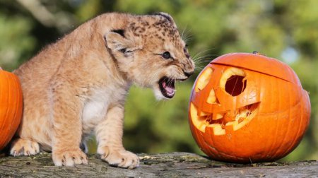 У київському зоопарку готуються до Zoo-Halloween. Відео