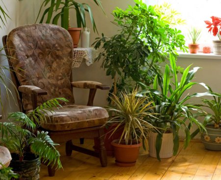9 супер-эффективных способов удобрить домашние растения