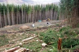 Кабмин "крышует" вырубку карпатских лесов - эксперт. ВИДЕО