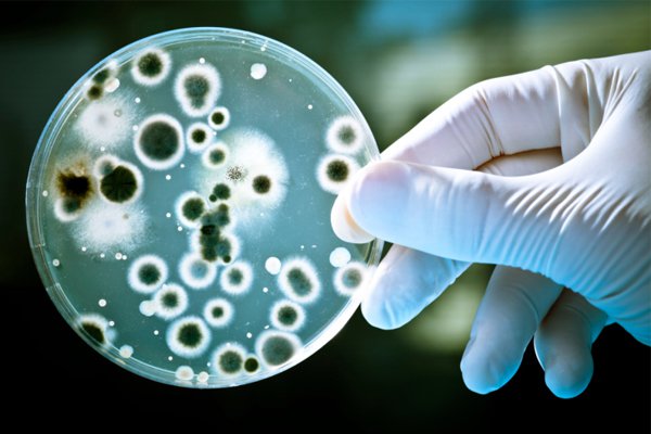 Страшный вирус: китайские бактерии устойчивые к антибиотикам!