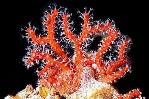Кораллы. Медленная жизнь. ВИДЕО