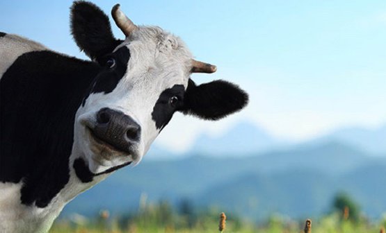 В Крыму греются с помощью коровьих «лепешек»