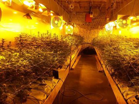 На Черкащині іноземець вирощував лабораторну марихуану