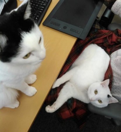 Мотивация по-японски: принеси кошку на работу - получи бонус! ФОТО