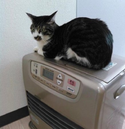 Мотивация по-японски: принеси кошку на работу - получи бонус! ФОТО