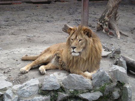 В зоопарке Одессы лев перед едой моет мясо (ТВ, видео)
