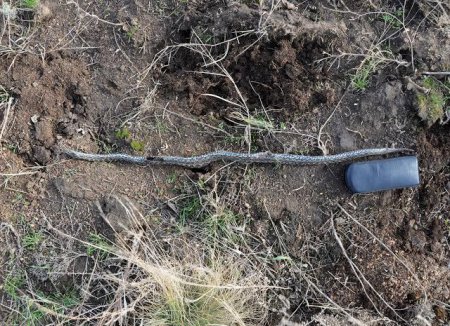 В заповеднике на Херсонщине обнаружили ядовитую гигантскую змею