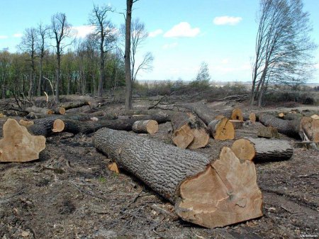 Вырубка леса и миллионные траты на ненужное оборудование. Достало! (ТВ, видео)