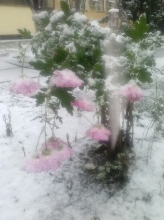 У столиці почало сніжити. ФОТО