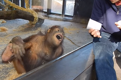 Орангутанг сміється з жарту фокусника. ВІДЕО