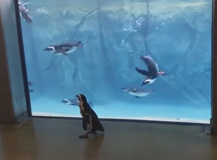 Дикий пингвин узнал сородичей в зоопарке. ВИДЕО