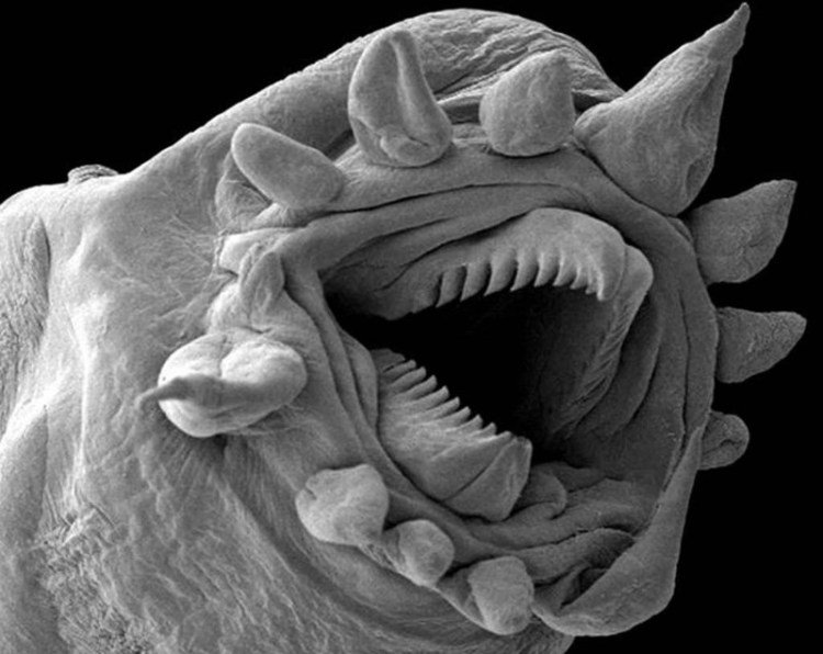 Необычные фотографии обыденных вещей под микроскопом. ФОТО