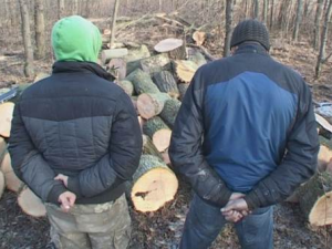 Нелегальные лесорубы на Днепропетровщине нанесли значительный ущерб лесу