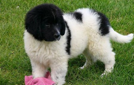 Найбільш дорогі породи собак, які по кишені не всім.