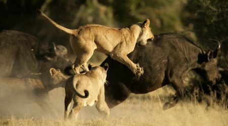 Натуральний сценарій природи просто шокує своєю правдивістю. ВІДЕО