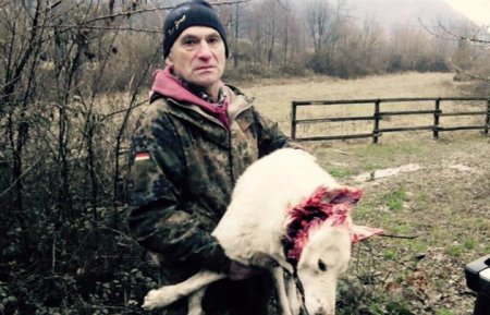 На Закарпатье пьяный депутат убил собаку лесника