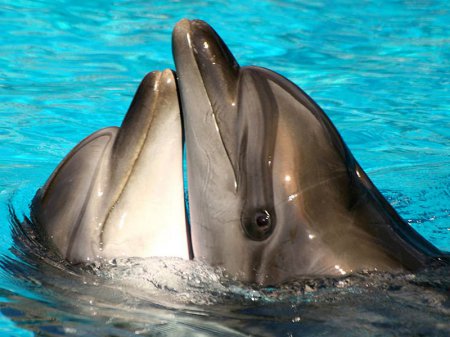 Бойцов АТО лечат дельфинами (ТВ, видео)