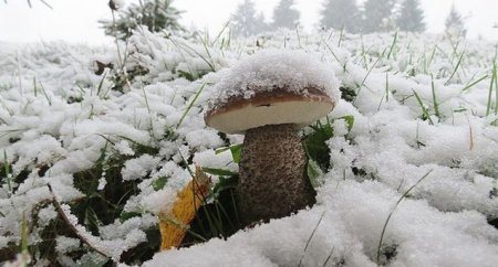 17 декабря на запад Украины придут дождь и мокрый снег