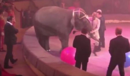 Слон у цирку ледь не розтоптав Кобзона. ВІДЕО