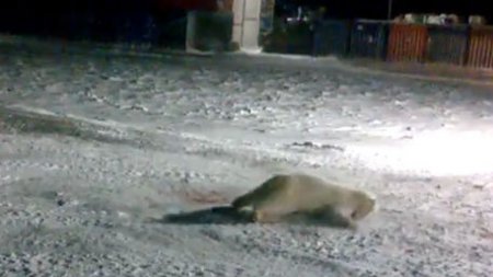 Российский нелюдь подложил взрывпакет в еду белой медведицы. ВИДЕО18+