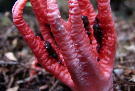 Необычные грибы, похожие на человеческие части тела.