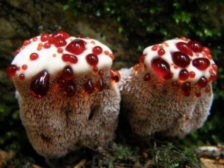 Необычные грибы, похожие на человеческие части тела.