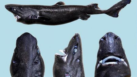 У берегов Центральной Америки обнаружен новый вид акулы 
