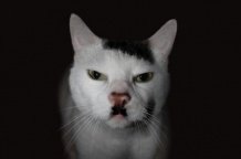 Ученые: Причина рождения похожих на Гитлера котов установлена