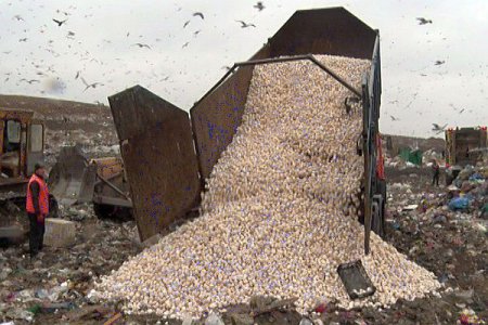 В Ростовской области раздавили бульдозерами более 30 тонн санкционных польских грибов. ФОТО