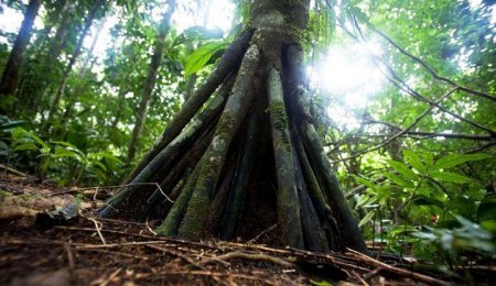 В лесах Эквадора ученые обнаружили "шагающие деревья"