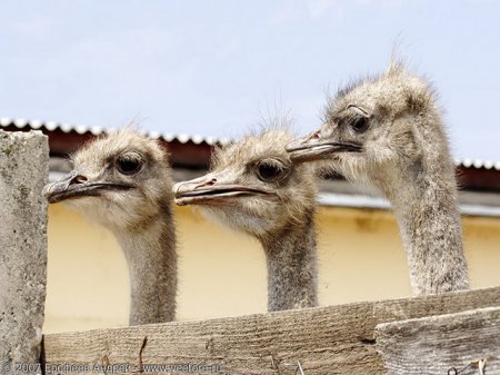Интересные факты о страусах