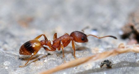 Знаете ли Вы? У муравьев во время ходьбы отключается мозг