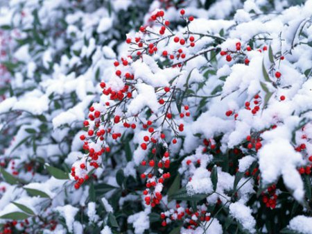 21 января в Украине ожидается снижение температуры до -18 градусов