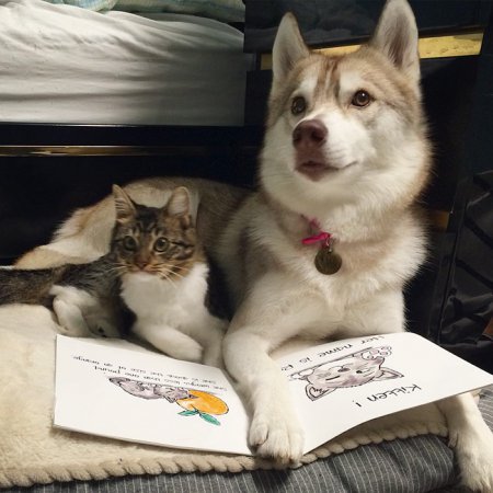 Хаски и котенок - дружба не знает границ. ФОТО