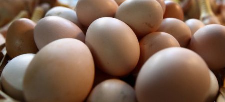"Овостар Юнион" в 2015 году увеличил производство яиц