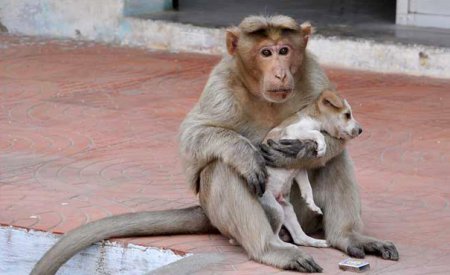 Дружная семейка - обезьяна и щенок. ФОТО