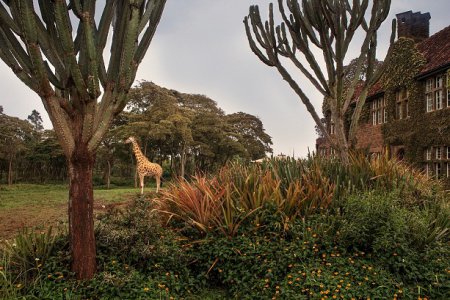Giraffe Manor - необычный отель с жирафами. ФОТО