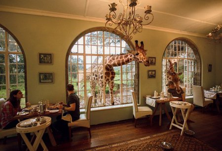Giraffe Manor - необычный отель с жирафами. ФОТО