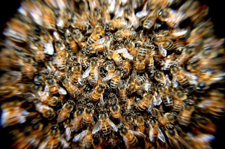 Учёные: причину суицида у людей можно объяснить поведением пчёл и муравьёв