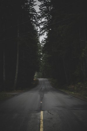 На Житомирщині дівчинку - підлітка водій не довіз до зупинки і висадив увечері прямо в лісі