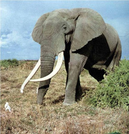 В Таиланде слон убил туриста из Шотландии