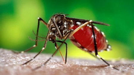 В появлении смертоносного вируса Зика виноваты опыты над комарами