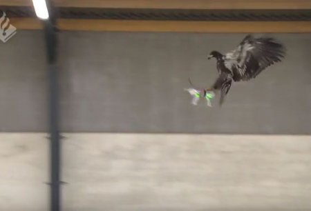 Голландская полиция натренировала орлов для борьбы с незаконно летающими дронами. ВИДЕО
